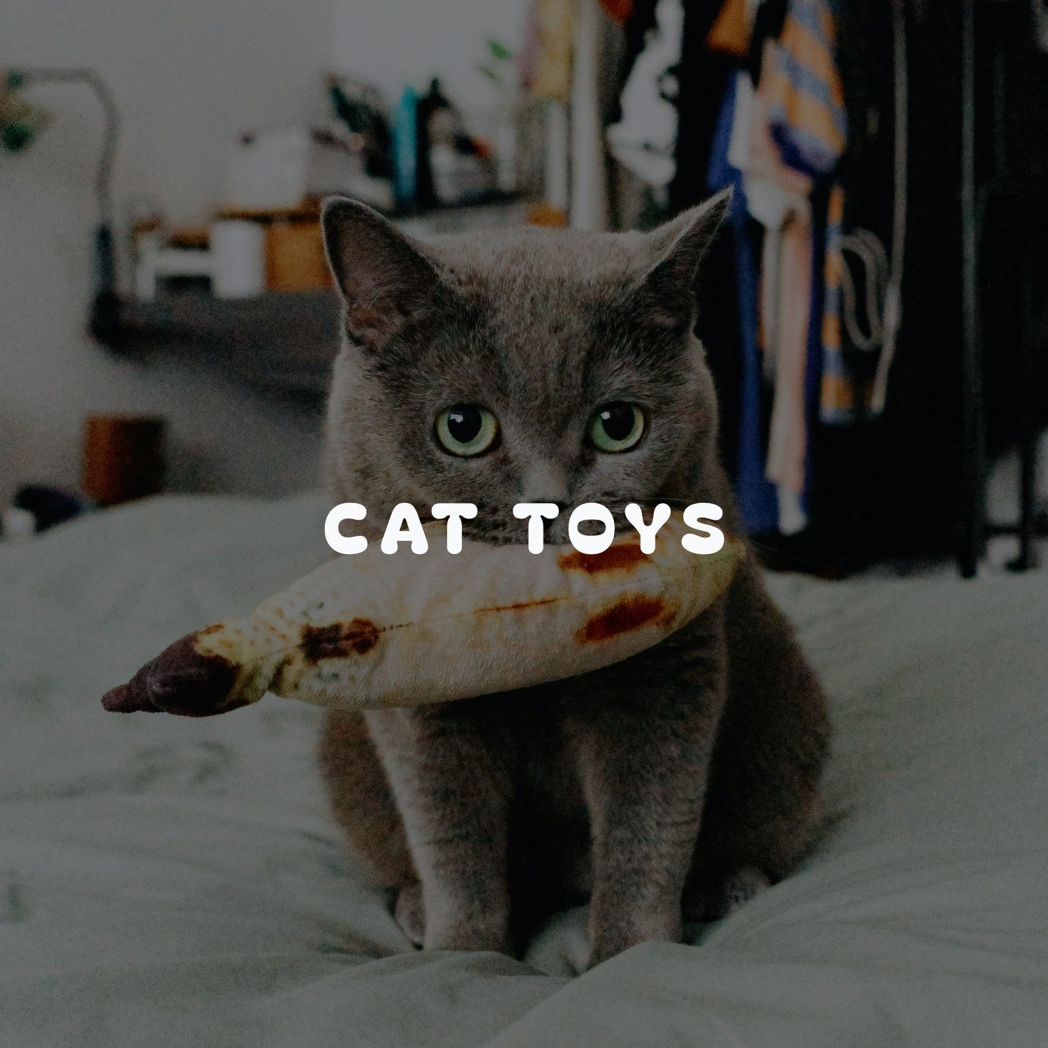 Cat Toys