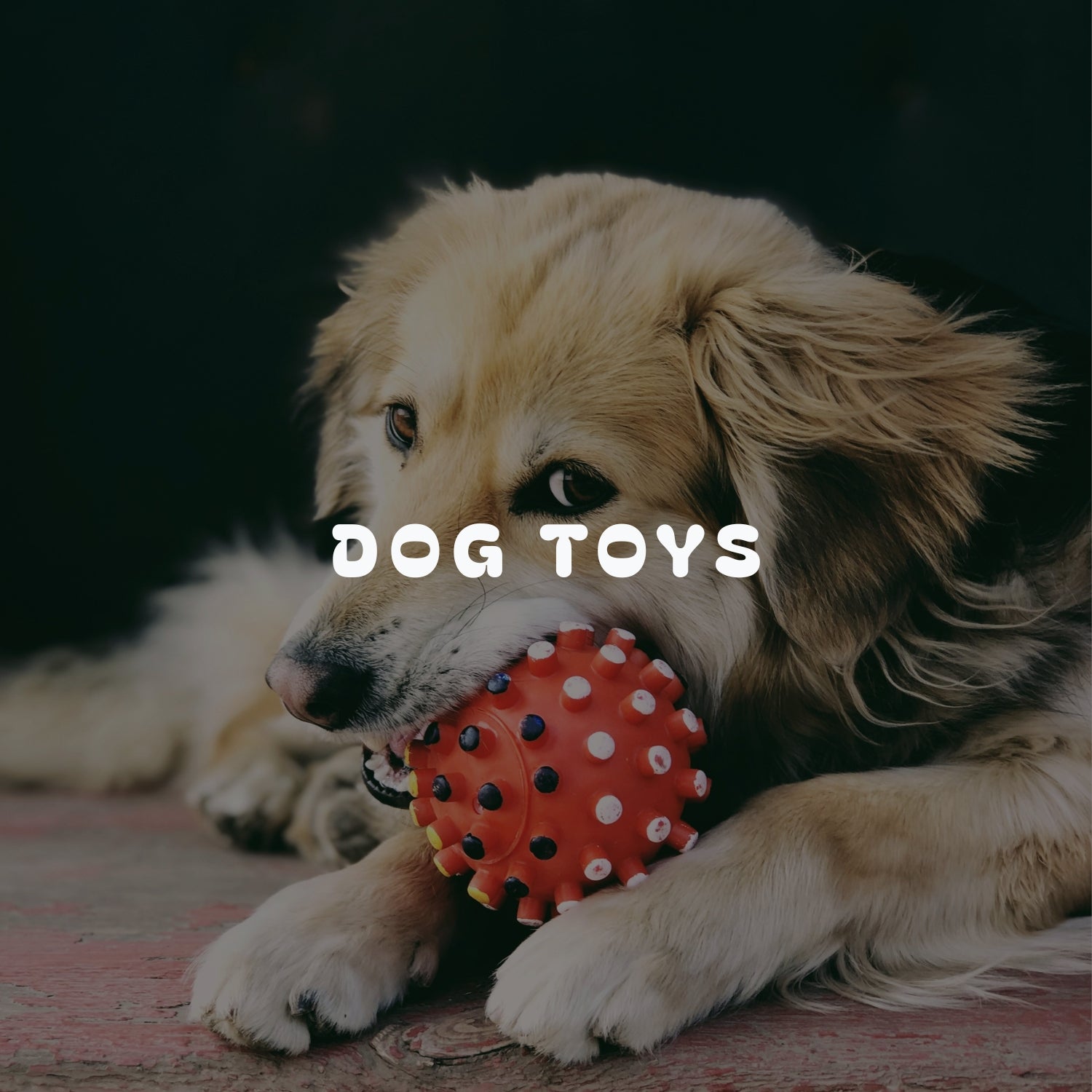 Dog Toys