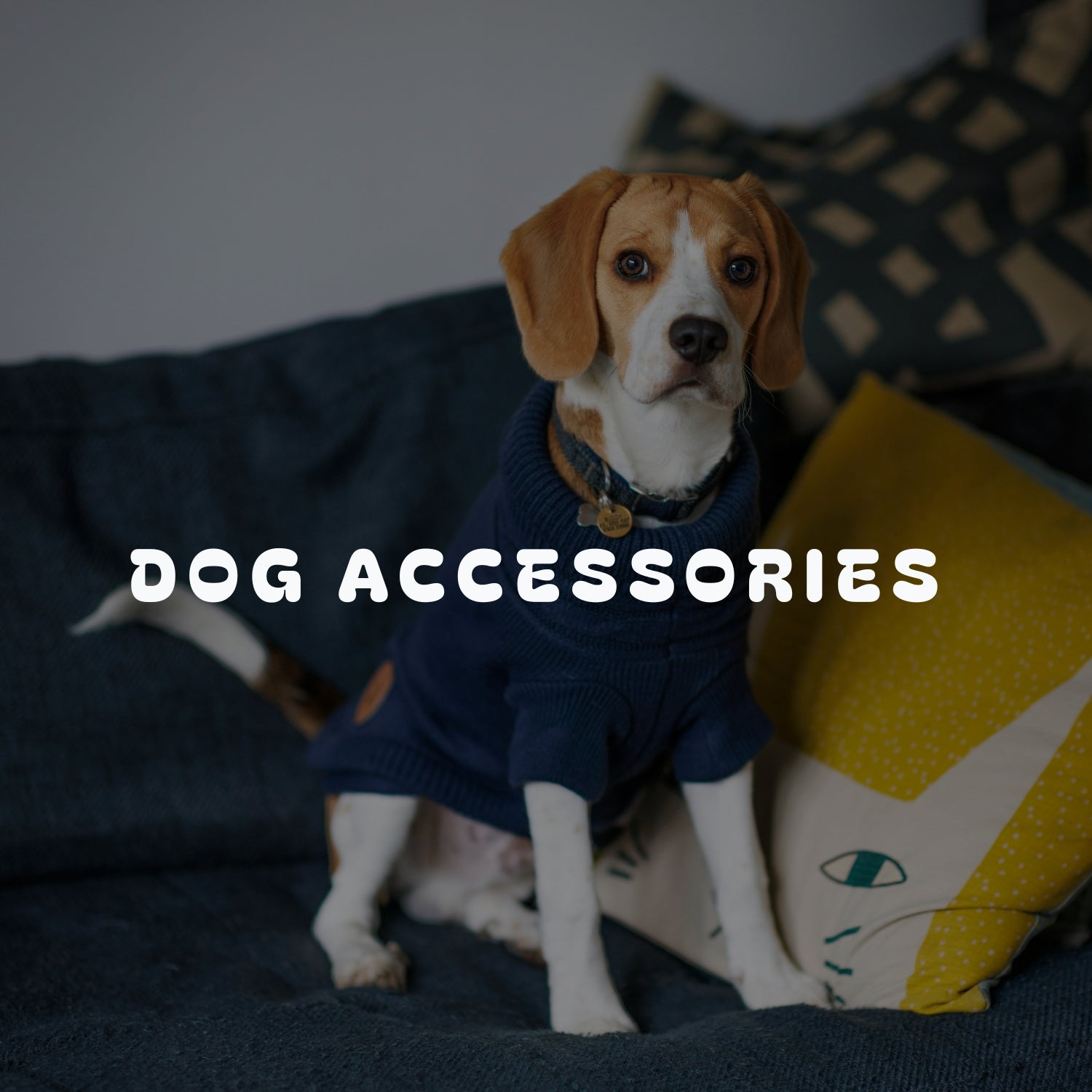 Dog Accessories